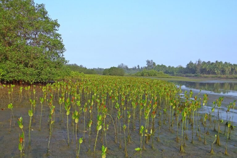 mangrove-249920_1280